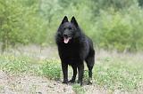 SCHIPPERKE 542